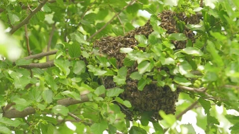 Swarm of thousands bees working at wild bee honeycomb on the tree nature Stock Footage 162479061