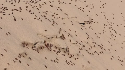Swarm of thousands of Mormon crickets katydid insects climbing sand dunes Stock Footage 342163394