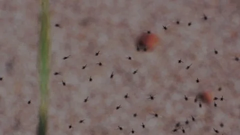 A swarm of tiny black gnats is dancing on a sandy beach on a sunny day in spring Stock Footage 111433006