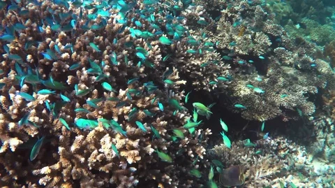 Swarm of tiny blue tropical fish in intact coral reef of Banda islands,Indonesia Stock Footage 94373634
