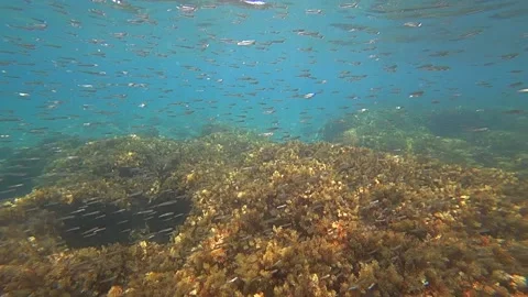 Swarm of tiny fish by rocks/ plants Video stock 158204562
