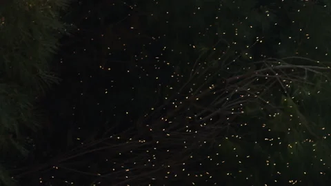 Swarm of Tiny Flies Flying and Hovering in the Air in a Natural Environment Video stock 330691589