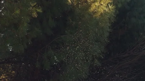 Swarm of Tiny Flies Flying and Hovering in the Air in a Natural Environment Video stock 330692903