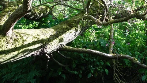 Swarm of tiny flying insects glowing in warm sunlight among forest trees Vidéo 337546681