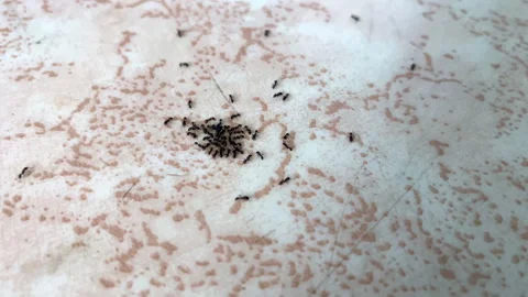 A swarm of tiny intruders rapidly gathers on a kitchen floor, creating a Video stock 306382009