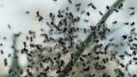 Swarm of tiny spiders backlit on web. Macro locked off Stock Footage 114483752