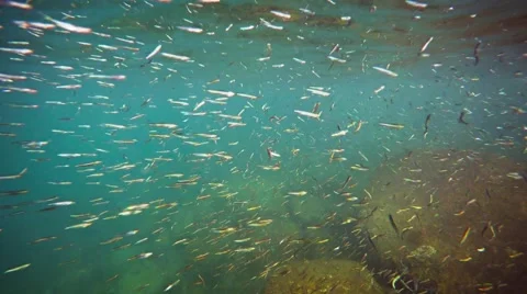 Swarm of Tiny Tropical Fish Swimming in Complex Formations. Video UltraHD Vidéo 60547268