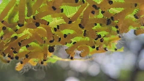 Swarm of Tiny Yellow Caterpillars Feeding on a Green Leaf Видео 332118932