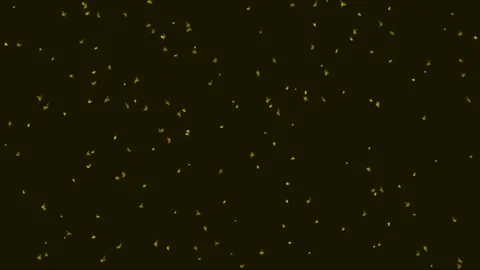 Swarm of tiny yellow fireflies or insects glowing and flying Stock-Footage 340392710