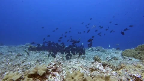 Swarm of trigger fish going back and forth on a coral reef for feeding Stock Footage 154411883