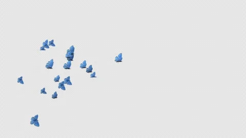 Swarm of Twenty One Blue Adonis Butterflies - Flying Transition - Alpha Channel Stock Footage 252694243