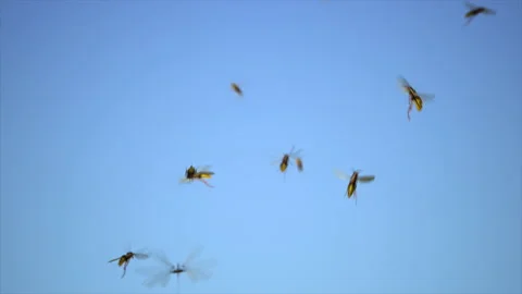 Swarm of Wasps in the blue sky Stock Footage 167458580