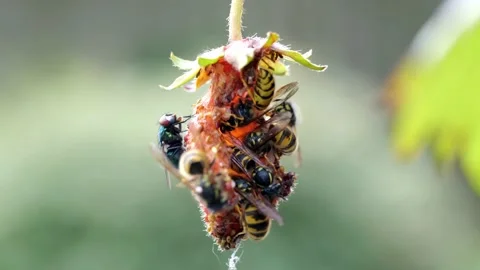 A swarm of wasps devour a strawberry Stock Footage 219760065