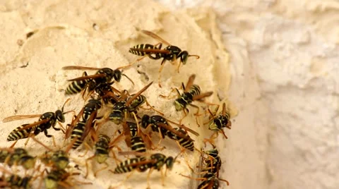 Swarm of wasps Stock Footage 67730735