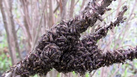 Swarm of wasps Stock Footage 88195352