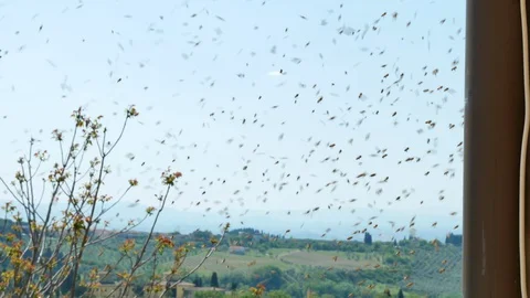 Swarm of wasps. 库存影片 129563312