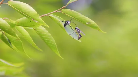 Swarm of Wasps Resting on Leaves. Stock Footage 313371133