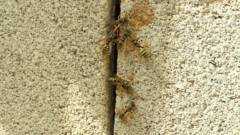A swarm of wasps settled in a crevice between the stones, wasps devour a drop of Stock Footage 122079114