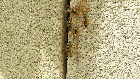 A swarm of wasps settled in a crevice between the stones Stock-Footage 122079122