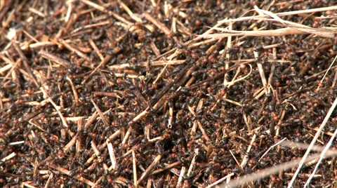 Swarm of Wild Ants Stock Footage 39639038