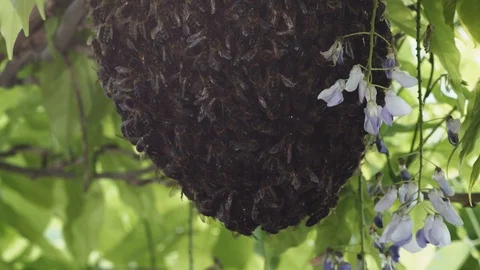 Swarm of wild bees windy Stock Footage 129114517