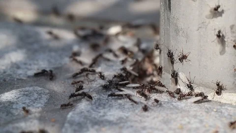Swarm of winged ants Stock Footage 113187048