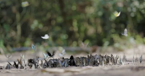 Swarm Of Winged Insects Congregating On Soil In A Forest Environment Medium.. Video stock 332490101