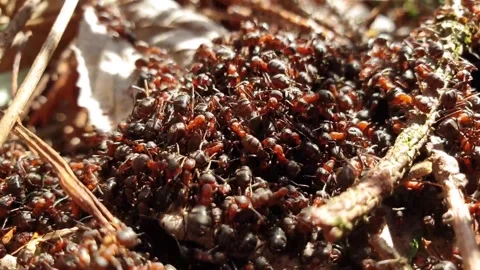 Swarm of wood ants Stock Footage 211883139