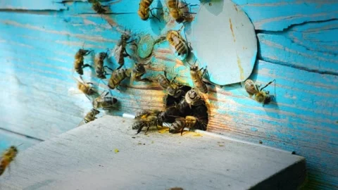A swarm of worker bees arrive at hive and carry the pollen on their hind legs Stock-Footage 255648197