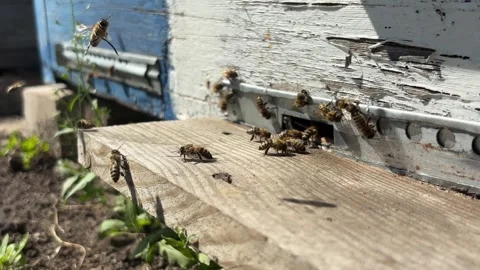 Swarm of young honey bees making orientation flight around the hive in the .. Video stock 337350899