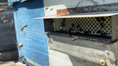Swarm of young honey bees making orientation flight around the hive in the .. Video stock 337350922