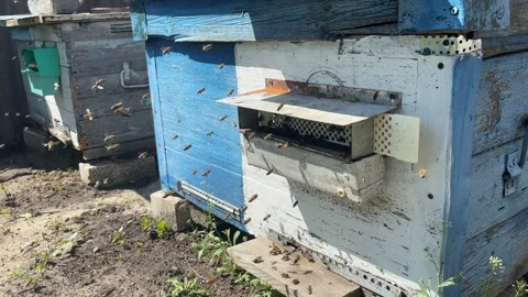 Swarm of young honey bees making orientation flight around the hive in the .. Vídeos de archivo 337350982