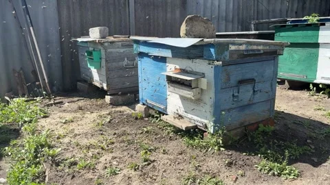Swarm of young honey bees making orientation flight around the hive in the .. Vídeos de archivo 337350996