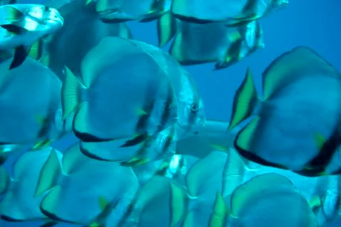 Swarmed Stock Photos