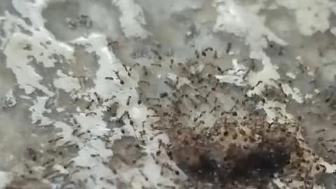 Swarmed by Thousands "Ants" Видео 283550108