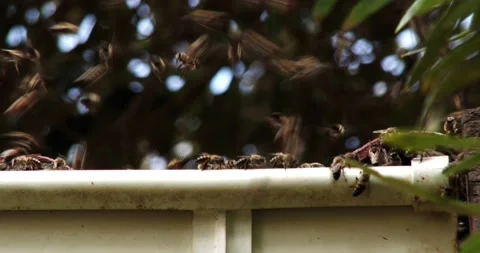 Swarming African bees outside their hive in a house roof, close up Stock Footage