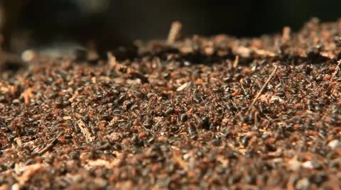 Swarming Ants Stock Footage 11009409