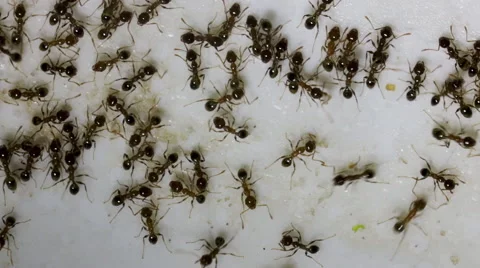 Swarming Ants Stock Footage 51630333