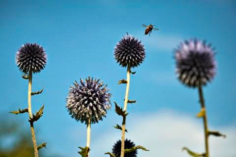 Swarming bee Foto stock