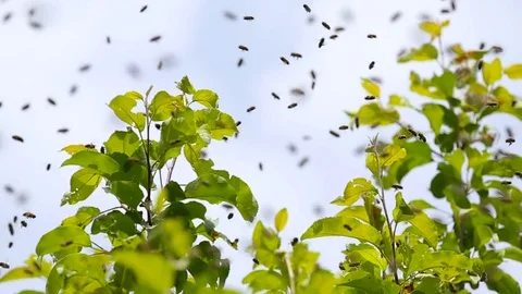 Swarming of the bees. Bees fly and sit on the apple tree. Stock Footage 77604714