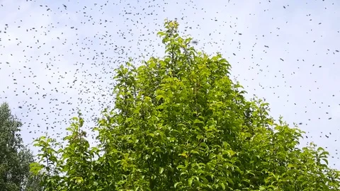 Swarming of the bees. Bees fly and sit on the apple tree. Видео 77612889