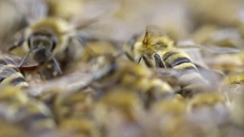 Swarming Bees Stock Footage