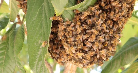 Swarming Bees Stock Footage