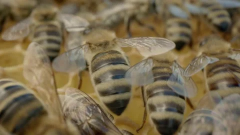 Swarming of bees Stock Footage 171558780