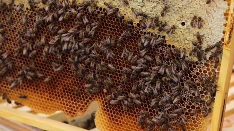 Swarming bees. Stock Footage 247483498