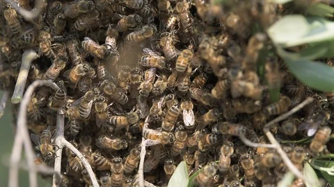 Swarming bees on an olive tree branch Stock Footage 92504679