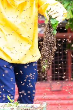 Swarming bees Stock Photos