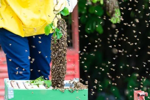 Swarming bees Stock Photos