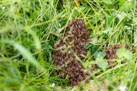 Swarming bees Stock Photos