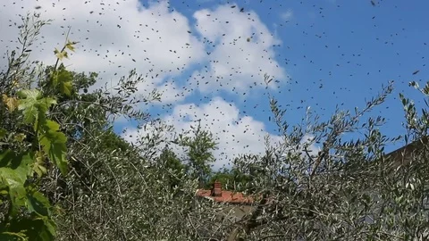 The swarming collective behaviour exhibited by the bees for migrating. Stock Footage 83337676
